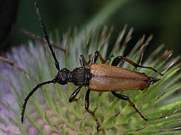 Attēlu rezultāti vaicājumam “Leptura rubra male”
