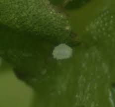 Attēlu rezultāti vaicājumam “Hyphodiscus hymeniophilus”