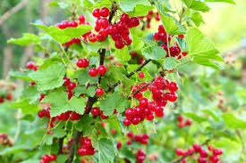 Attēlu rezultāti vaicājumam “Ribes spicatum”