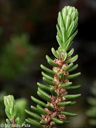 Attēlu rezultāti vaicājumam “Empetrum nigrum leaf”
