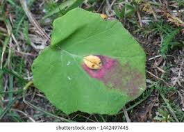 Attēlu rezultāti vaicājumam “Puccinia poarum”