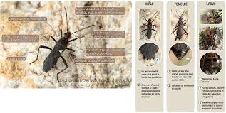 Attēlu rezultāti vaicājumam “Alydus calcaratus”