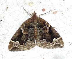 Attēlu rezultāti vaicājumam “Eulithis prunata”