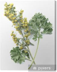 Attēlu rezultāti vaicājumam “Artemisia absinthium”