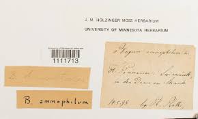 Attēlu rezultāti vaicājumam “Bryum amblyodon”