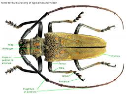 Attēlu rezultāti vaicājumam “Cerambycidae”