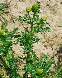 Attēlu rezultāti vaicājumam “Matricaria discoidea leaf”