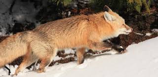 Attēlu rezultāti vaicājumam “Vulpes vulpes”