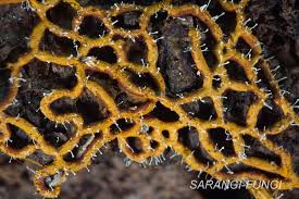 Attēlu rezultāti vaicājumam “Polycephalomyces tomentosus”