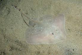 Image result for Raja montagui