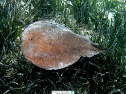 Image result for Torpedo marmorata