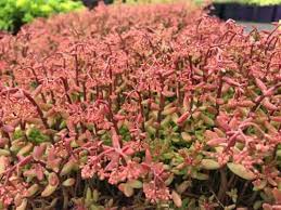 Attēlu rezultāti vaicājumam “Sedum album flower”