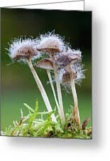 Attēlu rezultāti vaicājumam “Spinellus fusiger”