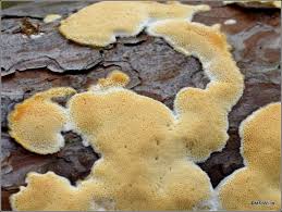 Attēlu rezultāti vaicājumam “Diplomitoporus flavescens”