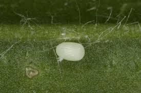 Attēlu rezultāti vaicājumam “Charissa ambiguata”