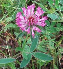 Attēlu rezultāti vaicājumam “Trifolium medium leaf”