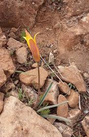 Attēlu rezultāti vaicājumam “Tulipa sylvestris bud”