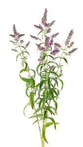 Attēlu rezultāti vaicājumam “Mentha longifolia”