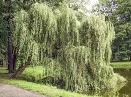 Attēlu rezultāti vaicājumam “Salix x sepulcralis”