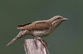 Attēlu rezultāti vaicājumam “Jynx torquilla adult”