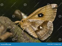 Attēlu rezultāti vaicājumam “Aglia tau”