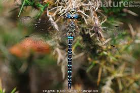 Attēlu rezultāti vaicājumam “Aeshna mixta male”