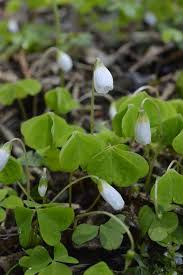 Attēlu rezultāti vaicājumam “Oxalis acetosella”