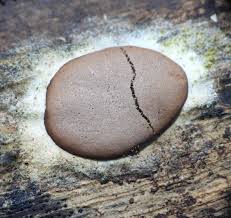 Attēlu rezultāti vaicājumam “Dictydiaethalium plumbeum spores”