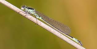 Attēlu rezultāti vaicājumam “Coenagrion armatum”