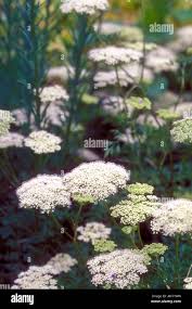 Attēlu rezultāti vaicājumam “Cenolophium denudatum”