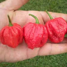 Afbeeldingsresultaat voor 7 pot hot pepper
