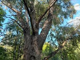 Attēlu rezultāti vaicājumam “Salix alba var. sericea”