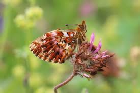 Attēlu rezultāti vaicājumam “Boloria titania underside”