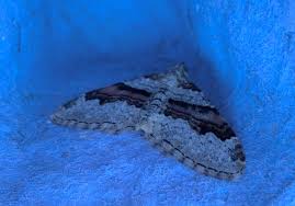 Attēlu rezultāti vaicājumam “Xanthorhoe designata”