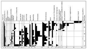 Attēlu rezultāti vaicājumam “Carex chordorhiza”