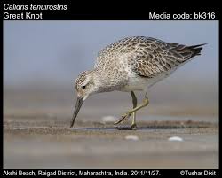 Image result for Calidris tenuirostris