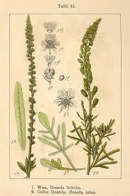 Image result for Reseda luteola