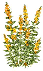 Attēlu rezultāti vaicājumam “Lysimachia punctata”