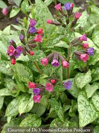 Attēlu rezultāti vaicājumam “Pulmonaria angustifolia”