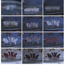 Attēlu rezultāti vaicājumam “Stemonitopsis typhina young”