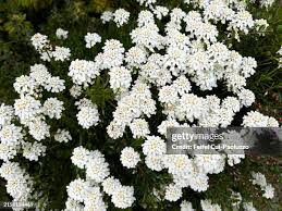 Image result for Iberis umbellata