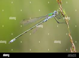Attēlu rezultāti vaicājumam “Lestes dryas male”