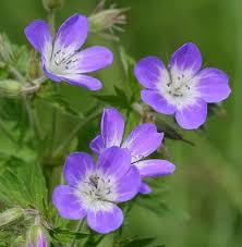 Attēlu rezultāti vaicājumam “Geranium sylvaticum leaf”