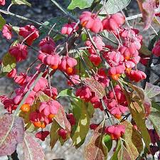 Attēlu rezultāti vaicājumam “Euonymus europaeus fruit”