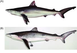 Image result for Carcharhinus obscurus