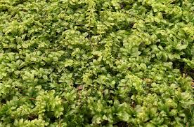 Attēlu rezultāti vaicājumam “Plagiomnium elatum”