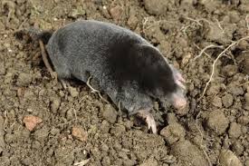 Attēlu rezultāti vaicājumam “Talpa europaea”