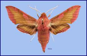 Attēlu rezultāti vaicājumam “Deilephila porcellus”