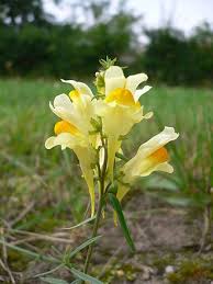 Image result for Linaria vulgaris