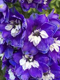 Attēlu rezultāti vaicājumam “Delphinium elatum”